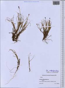 Carex marina subsp. marina, Western Europe (EUR) (Svalbard and Jan Mayen)