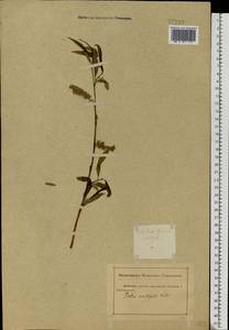 Salix acutifolia Willd., Eastern Europe, Rostov Oblast (E12a) (Russia)