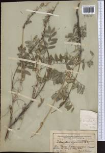 Astragalus ugamicus Popov, Middle Asia, Western Tian Shan & Karatau (M3) (Kazakhstan)