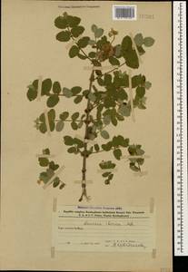 Lonicera iberica M. Bieb., Caucasus, Azerbaijan (K6) (Azerbaijan)