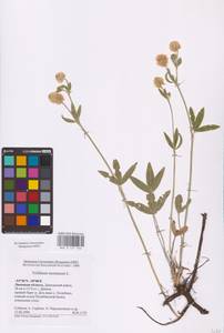 Trifolium montanum L., Eastern Europe, Central forest-and-steppe region (E6) (Russia)