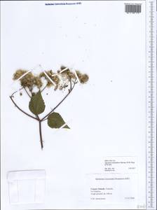 Ageratina adenophora (Spreng.) R. King & H. Rob., Africa (AFR) (Spain)