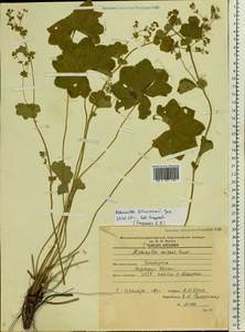 Alchemilla litwinowii Juz., Eastern Europe, Central region (E4) (Russia)