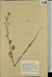 Raphanus sativus L., Mongolia (MONG) (Mongolia)