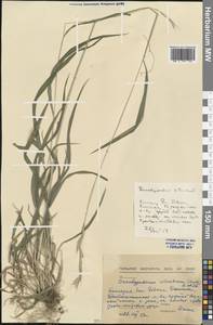 Brachypodium sylvaticum (Huds.) P.Beauv., Western Europe (EUR) (Bulgaria)