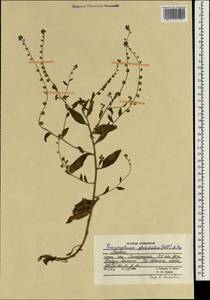 Paracynoglossum glochidiatum (Benth.) Valdés, South Asia, South Asia (Asia outside ex-Soviet states and Mongolia) (ASIA) (Afghanistan)