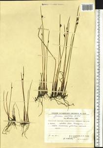 Juncus arcticus Willd., Siberia, Chukotka & Kamchatka (S7) (Russia)