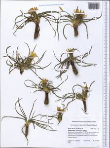 Takhtajaniantha subacaulis (Regel) Zaika, Sukhor. & N. Kilian, Middle Asia, Northern & Central Tian Shan (M4) (Kyrgyzstan)