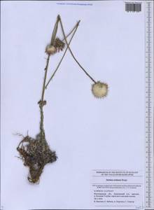 Jurinea cretacea Bunge, Eastern Europe, Lower Volga region (E9) (Russia)