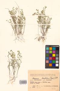 Meniocus linifolius (Stephan ex Willd.) DC., Eastern Europe, Lower Volga region (E9) (Russia)