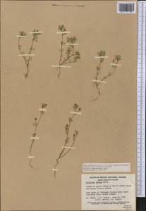 Trifolium dubium Sibth., America (AMER) (Canada)