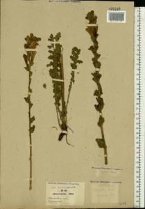 Pedicularis sceptrum-carolinum, Eastern Europe, Moscow region (E4a) (Russia)