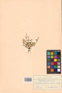 Oxybasis glauca (L.) S. Fuentes, Uotila & Borsch, Siberia, Chukotka & Kamchatka (S7) (Russia)
