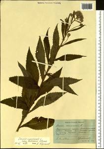Senecio nemorensis L., Siberia, Russian Far East (S6) (Russia)