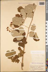 Rubus sanctus Schreb., Caucasus, Black Sea Shore (from Novorossiysk to Adler) (K3) (Russia)