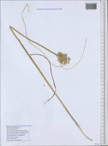 Allium paniculatum L., Caucasus, Black Sea Shore (from Novorossiysk to Adler) (K3) (Russia)