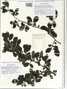 Prunus spinosa L., Caucasus, Krasnodar Krai & Adygea (K1a) (Russia)