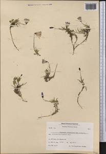 Campanula giesekiana Vest ex Schult., America (AMER) (Greenland)