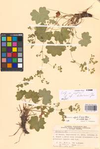 Alchemilla litwinowii Juz., Eastern Europe, Moscow region (E4a) (Russia)