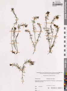 Myriophyllum sibiricum Kom., Siberia, Chukotka & Kamchatka (S7) (Russia)