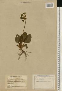 Primula elatior (L.) L., Eastern Europe, Latvia (E2b) (Latvia)