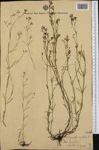 Asperula aristata L.f., Western Europe (EUR) (Italy)