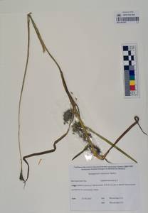 MAG 0003369, Sparganium emersum Rehmann, Siberia, Chukotka & Kamchatka (S7) (Russia)