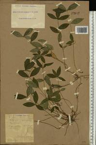 Vinca minor L., Eastern Europe, South Ukrainian region (E12) (Ukraine)