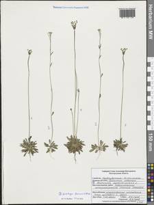 Androsace septentrionalis L., Eastern Europe, Central forest-and-steppe region (E6) (Russia)