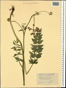 Pimpinella rhodantha Boiss., Caucasus, Stavropol Krai, Karachay-Cherkessia & Kabardino-Balkaria (K1b) (Russia)