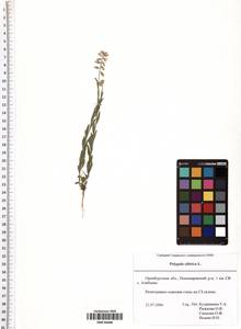 Polygala sibirica L., Eastern Europe, Eastern region (E10) (Russia)