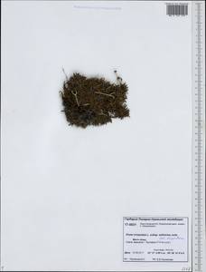 Dryas octopetala subsp. octopetala, Siberia, Western Siberia (S1) (Russia)