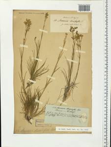 Eremogone saxatilis (L.) Ikonn., Eastern Europe, North-Western region (E2) (Russia)