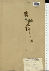 Corydalis solida (L.) Clairv., Eastern Europe, South Ukrainian region (E12) (Ukraine)