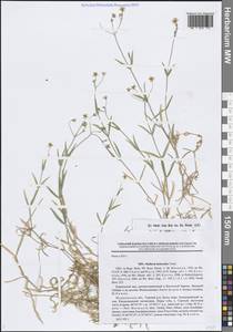 Stellaria hebecalyx Fenzl, Eastern Europe, Northern region (E1) (Russia)