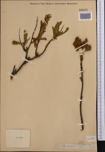 Sibiraea laevigata (L.) Maxim., Middle Asia, Muyunkumy, Balkhash & Betpak-Dala (M9) (Kazakhstan)