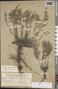 Artemisia lercheana Weber ex Stechm., Eastern Europe, Lower Volga region (E9) (Russia)