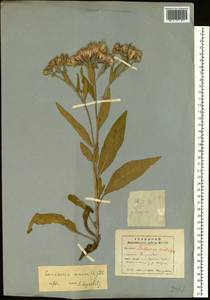 Saussurea amara (L.) DC., Siberia, Yakutia (S5) (Russia)