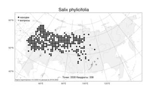 Salix phylicifolia L., Atlas of the Russian Flora (FLORUS) (Russia)