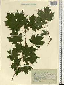Acer campestre L., Eastern Europe, Central forest-and-steppe region (E6) (Russia)