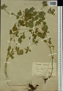 Medicago platycarpos (L.) Trautv., Siberia, Baikal & Transbaikal region (S4) (Russia)