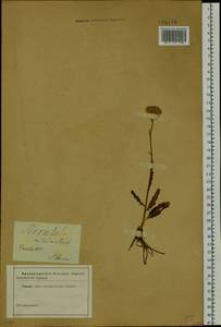 Klasea cardunculus (Pall.) Holub, Siberia (no precise locality) (S0) (Russia)