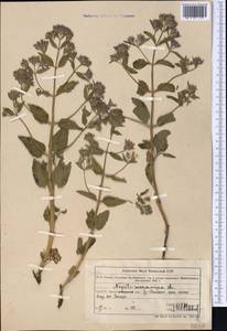 Nepeta ucranica L., Middle Asia, Northern & Central Tian Shan (M4) (Kazakhstan)