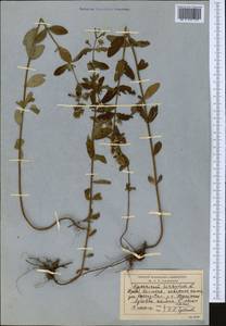 Hypericum hirsutum L., Middle Asia, Northern & Central Tian Shan (M4) (Kazakhstan)