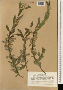 Salix pycnostachya Anderss., South Asia, South Asia (Asia outside ex-Soviet states and Mongolia) (ASIA) (Afghanistan)