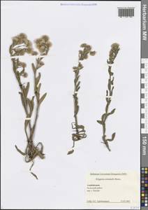 Erigeron acris subsp. acris, Caucasus, Azerbaijan (K6) (Azerbaijan)