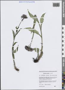 Saussurea alpina (L.) DC., Siberia, Yakutia (S5) (Russia)