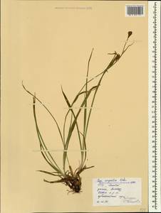 Carex mingrelica Kük., Caucasus, Stavropol Krai, Karachay-Cherkessia & Kabardino-Balkaria (K1b) (Russia)