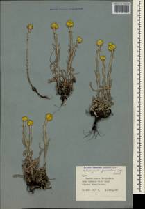 Helichrysum graveolens (M. Bieb.) Sw., Crimea (KRYM) (Russia)