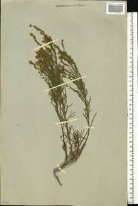 Artemisia salsoloides Willd., Eastern Europe, Lower Volga region (E9) (Russia)